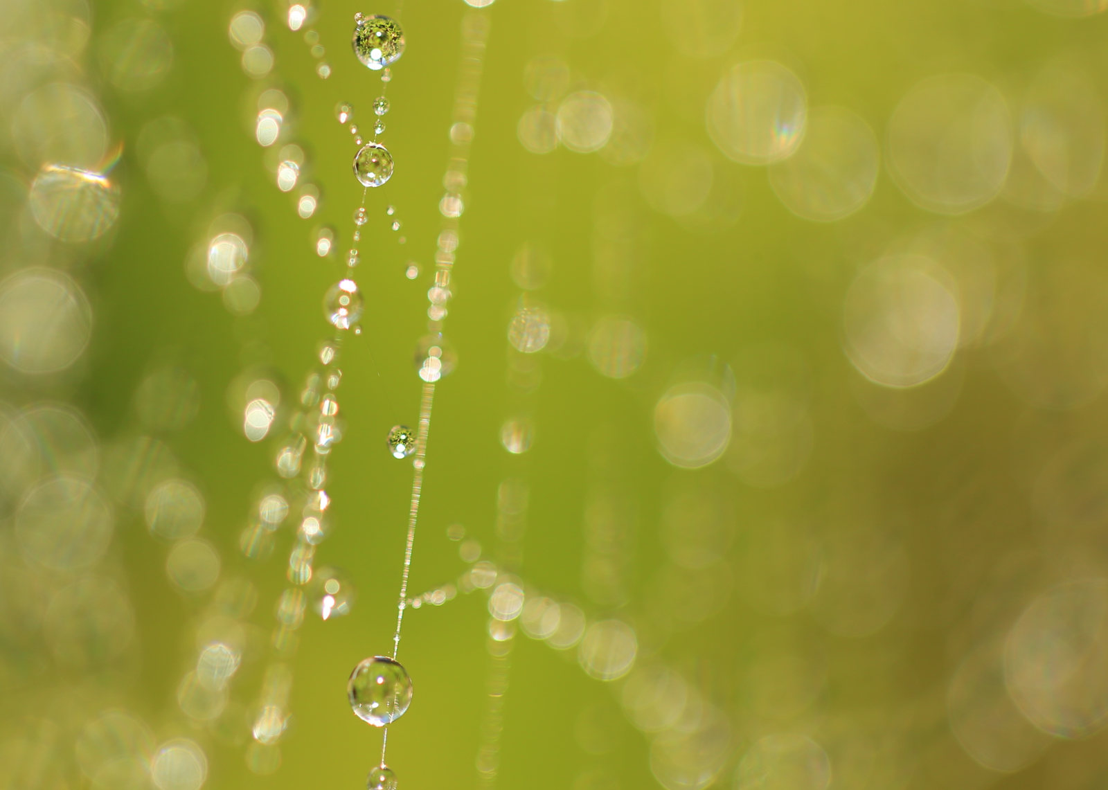 Droplets on Spiderswebs: Ryde NSW 2017 by Kristy